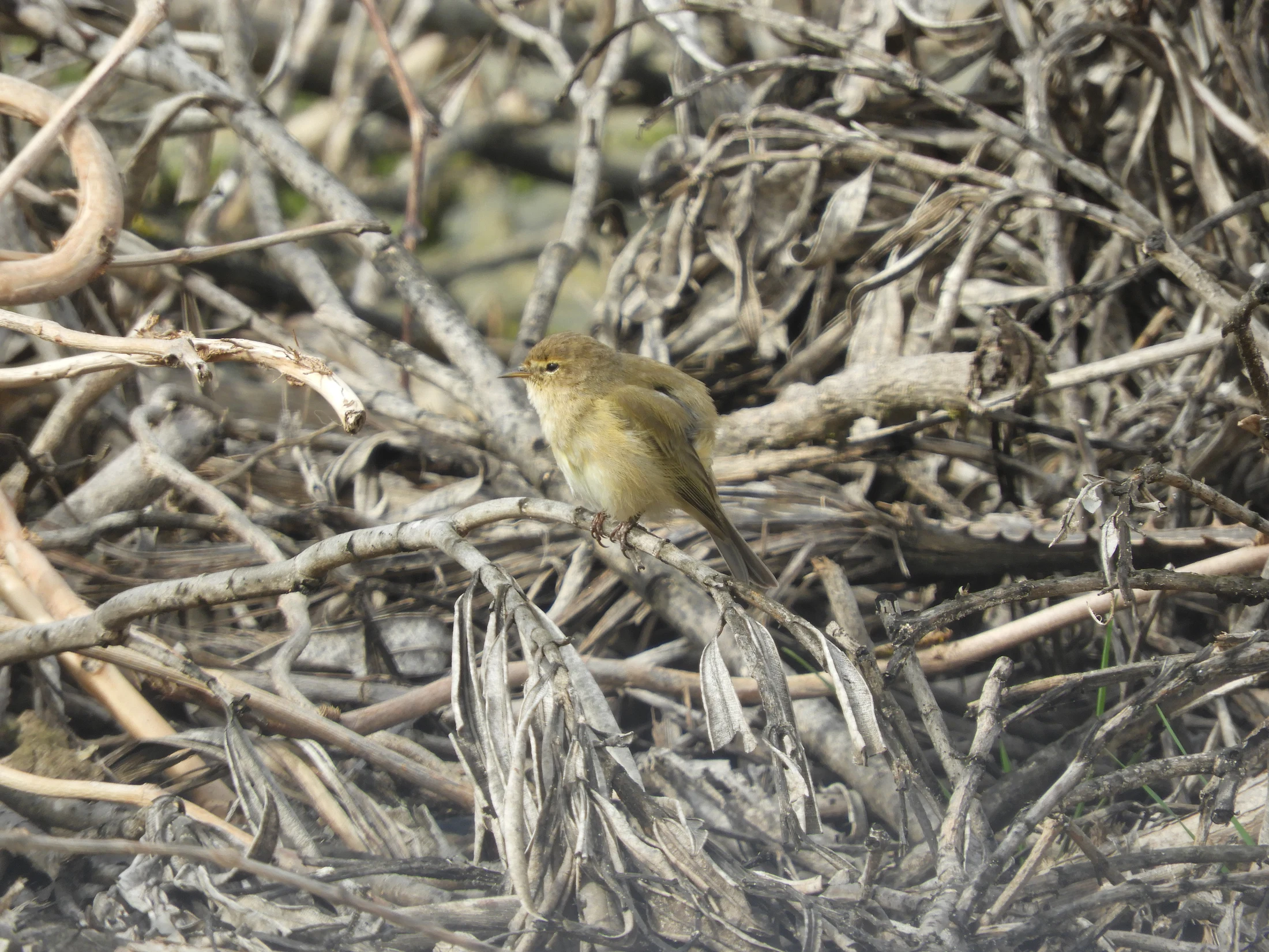 Mosquitero común en la marisma de Barbate. Fotografía de David Collis Luque