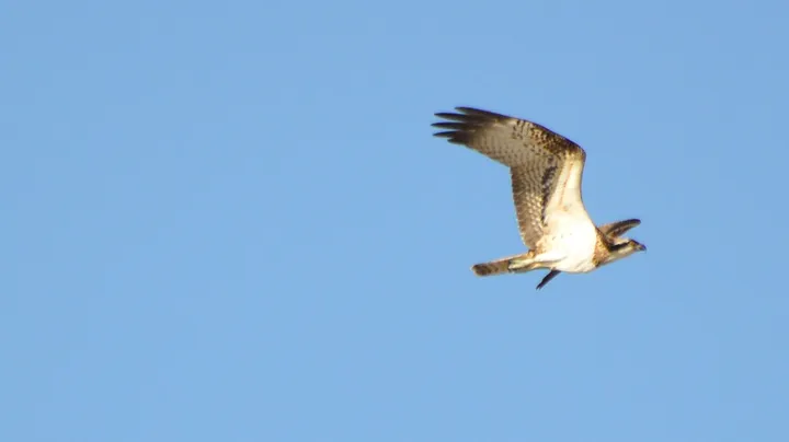Águila pescadora (Marisma de Cetina, Puerto Real)