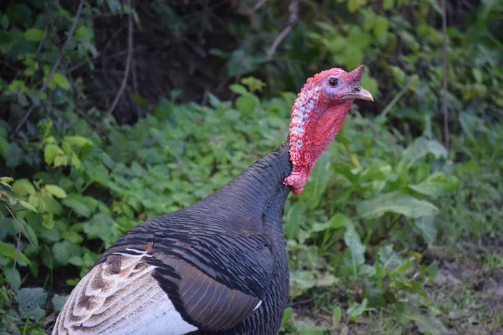 Pavo en El Soto, Vejer de la Fra.