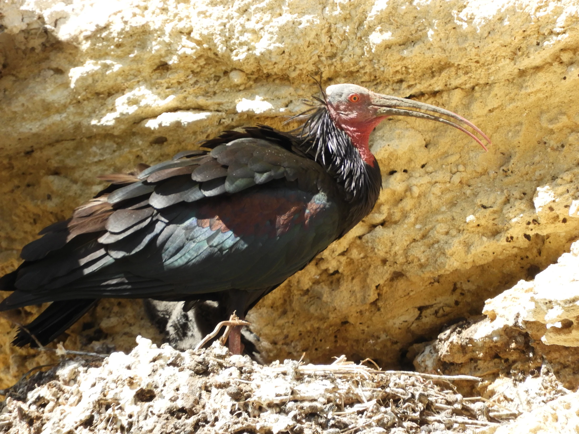 Ibis eremita en La Barca de Vejer de la Fra.. Fotografía de David Collis Luque
