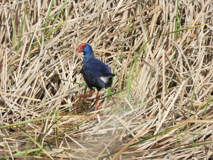 Calamón en la antigua laguna de La Janda