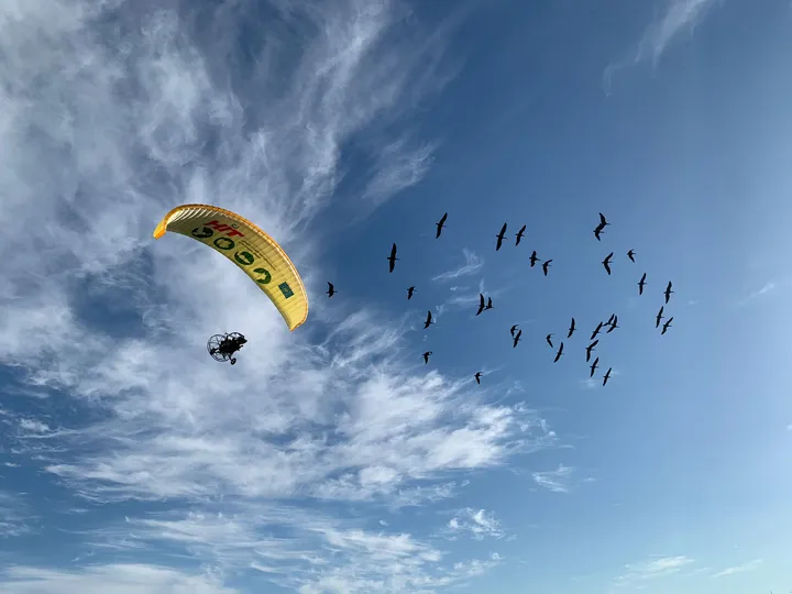 Llegada a San Ambrosio (Barbate) de 35 polluelos de ibis eremita procedentes de Austria guiados por un ultraligero