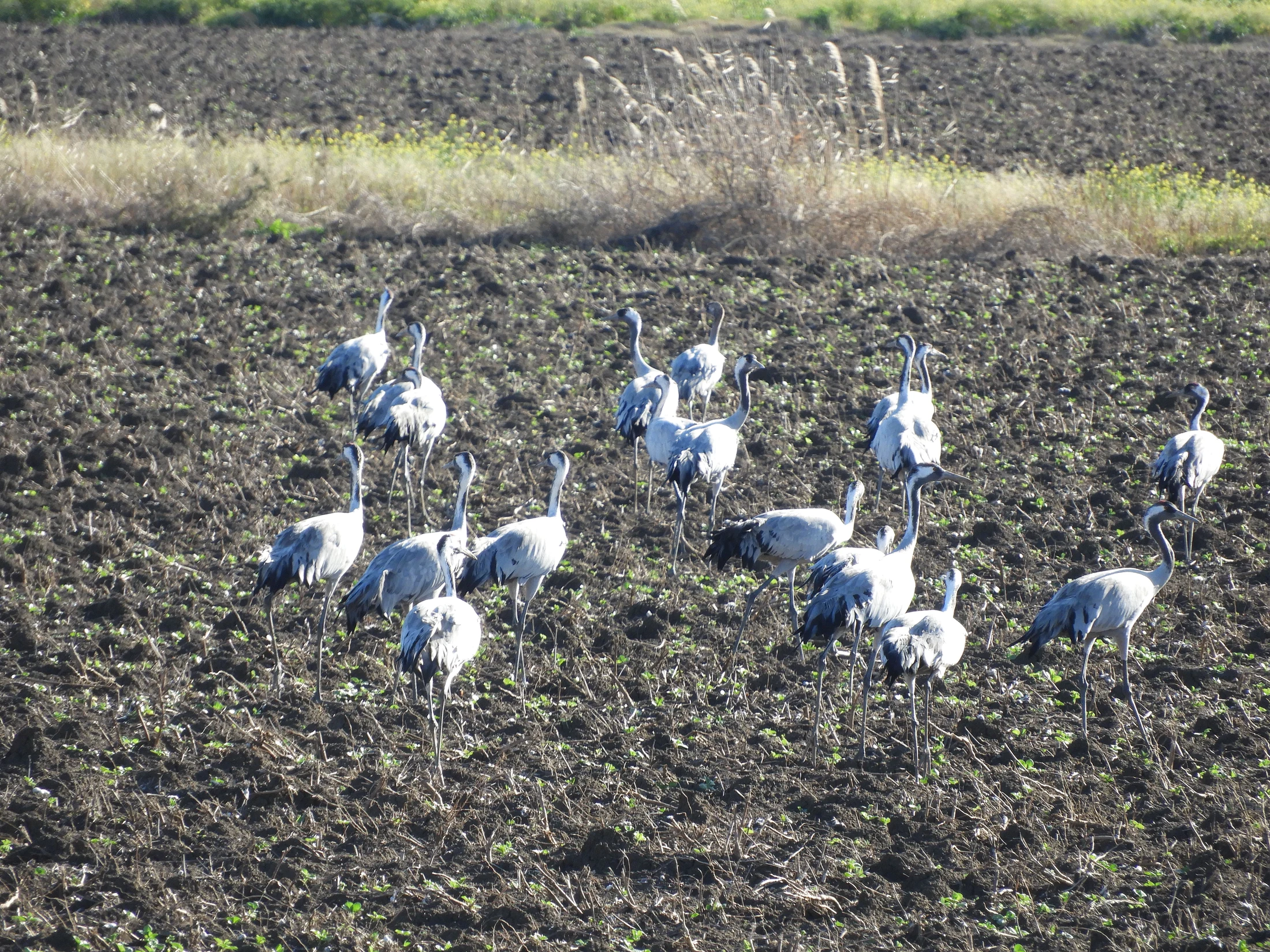 Grullas en la antigua laguna de La Janda. Fotografía de David Collis Luque