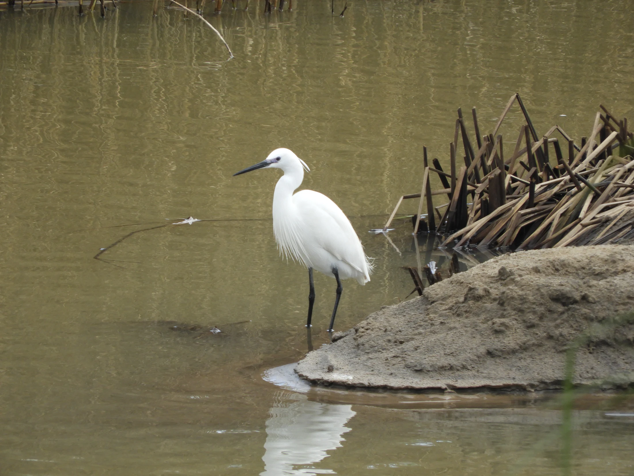 Garceta común en la antigua laguna de La Janda. Fotografía de David Collis Luque