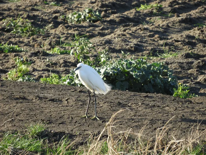 Garceta en la antigua laguna de La janda