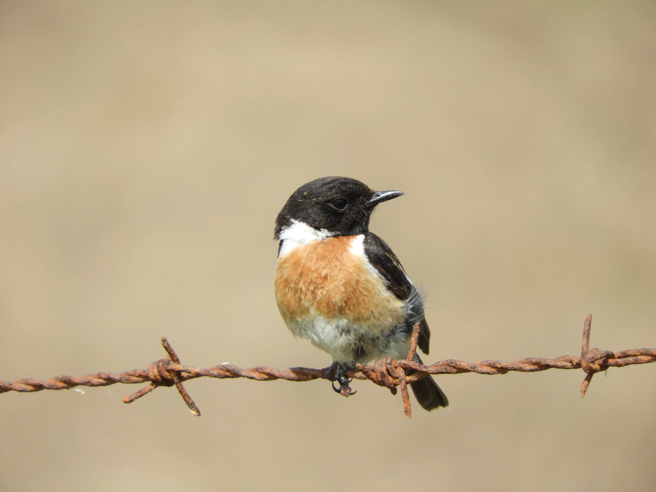Tarabilla común macho en la antigua laguna de La Janda. Fotografía de David Collis Luque