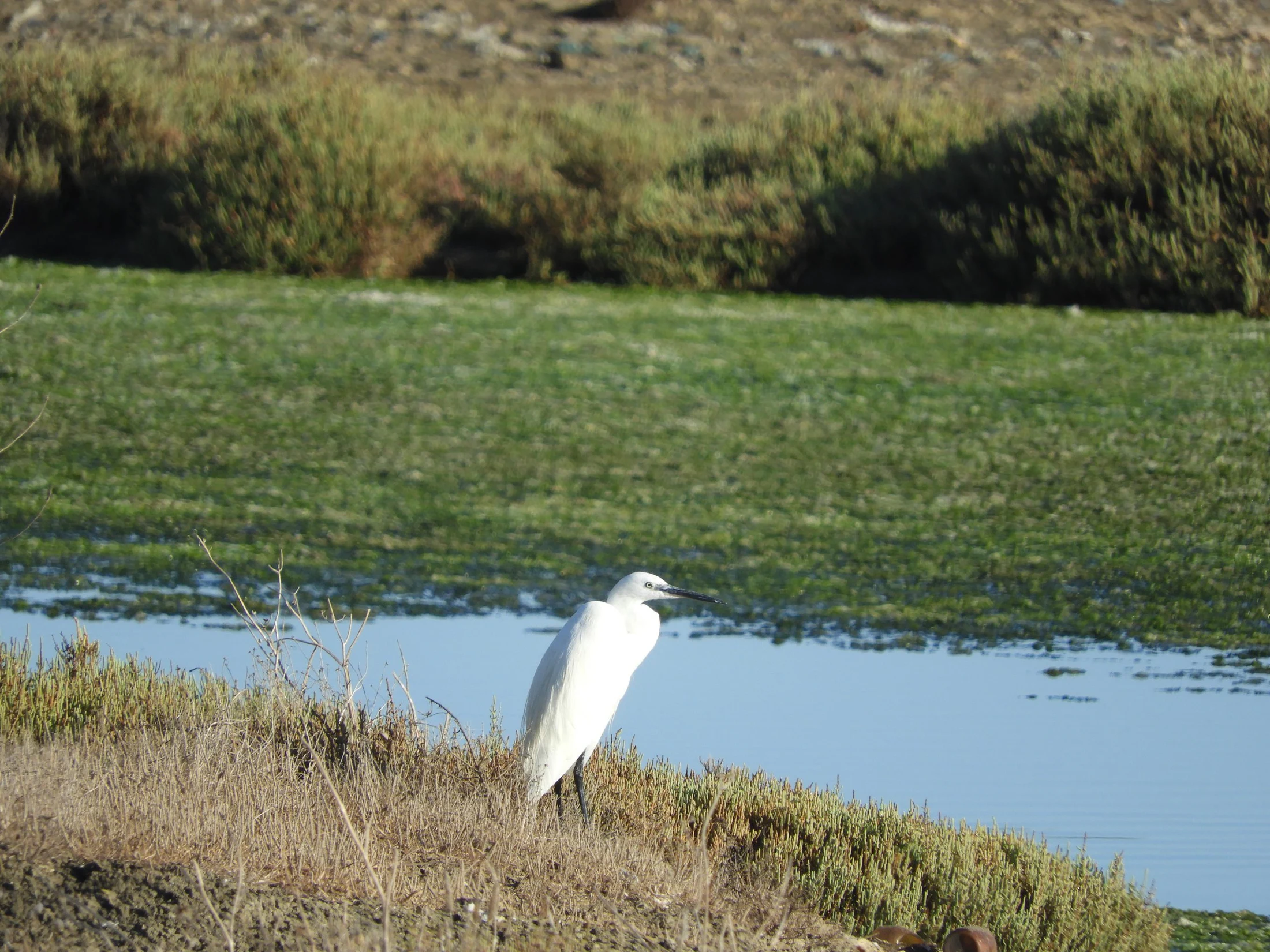 Garza en la antigua laguna de la Janda. Fotografía de David Collis Luque