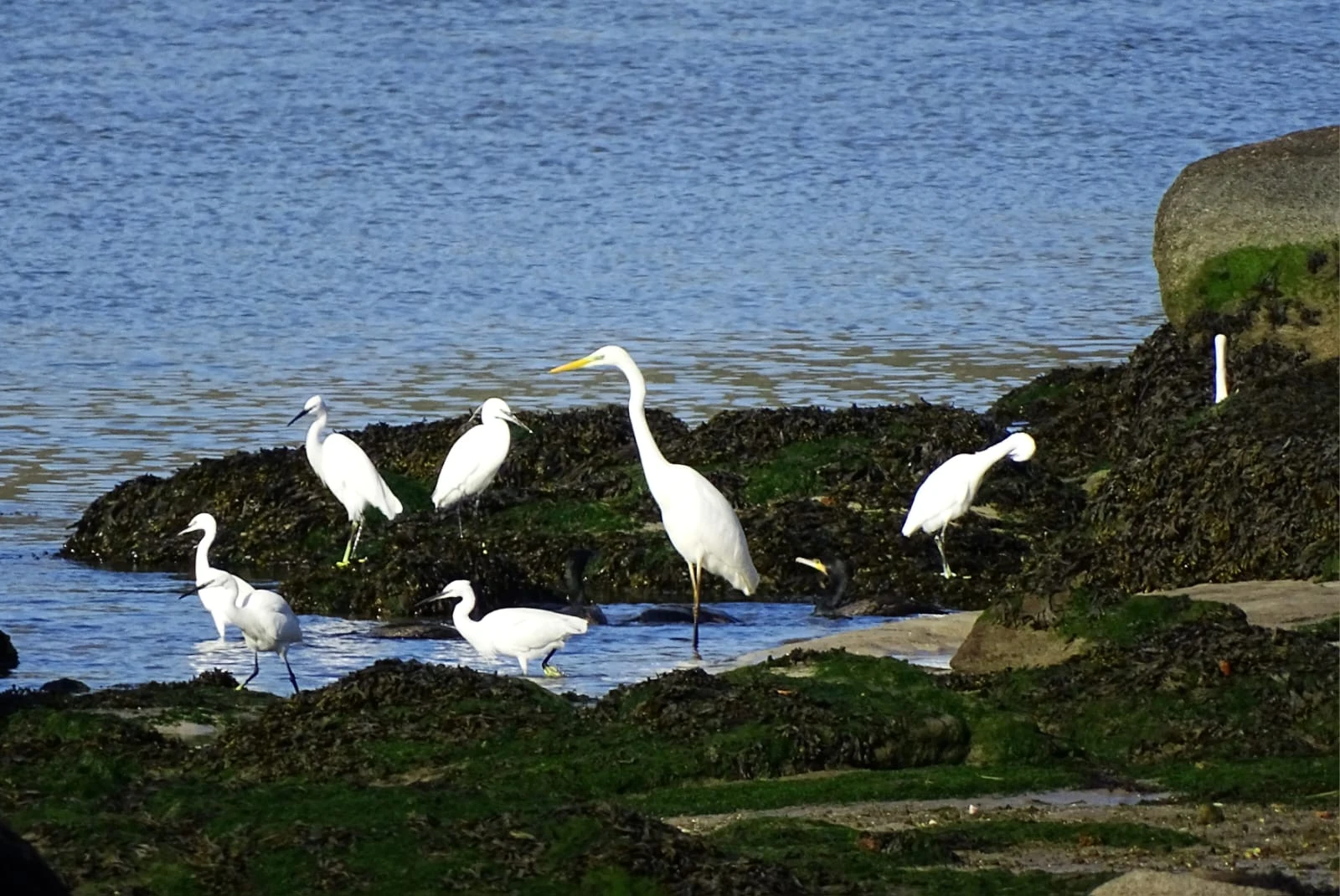 Garceta grande y garcetas comunes en Galicia. Fotografía de Mingucho
