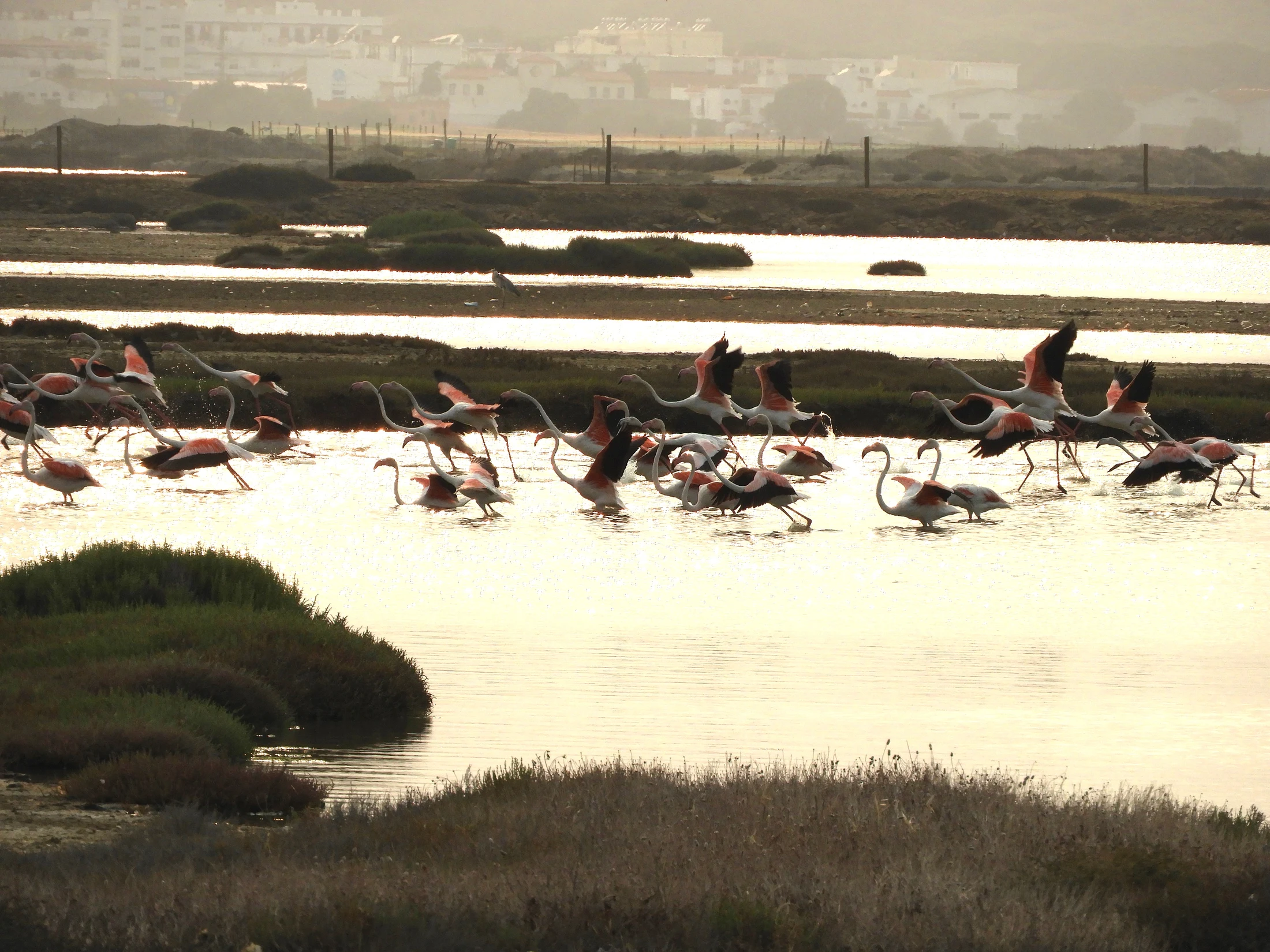 Flamencos en la marisma de Barbate. Fotografía de David Collis Luque