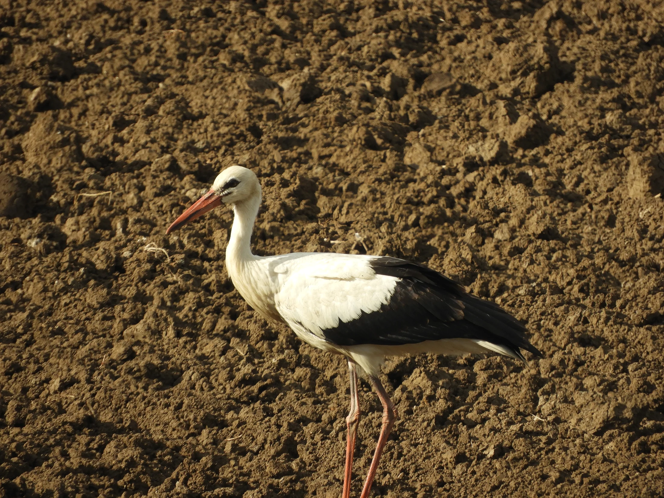 Cigüeña en la antigua laguna de La Janda. Fotografía de David Collis Luque
