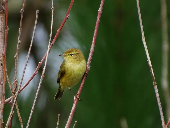Mosquitero común en Galicia