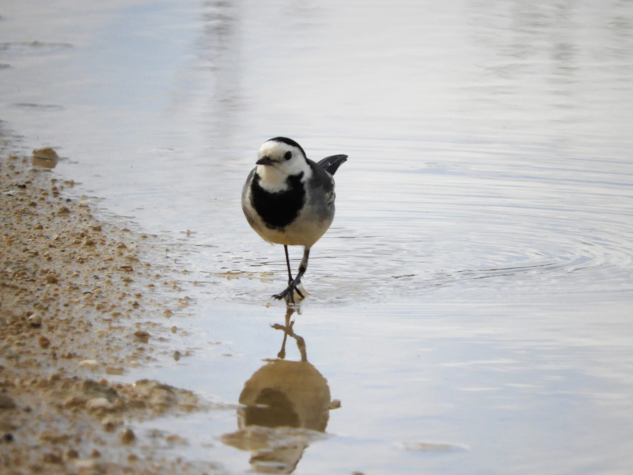 Lavandera blanca en la antigua laguna de La Janda. Fotografía de David Collis Luque