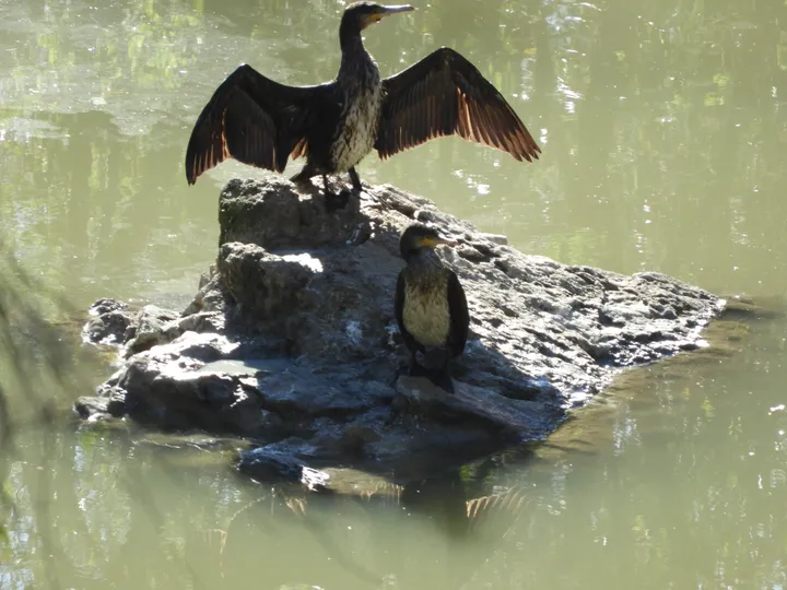 Cormoranes en La Barca de Vejer de la Fra.