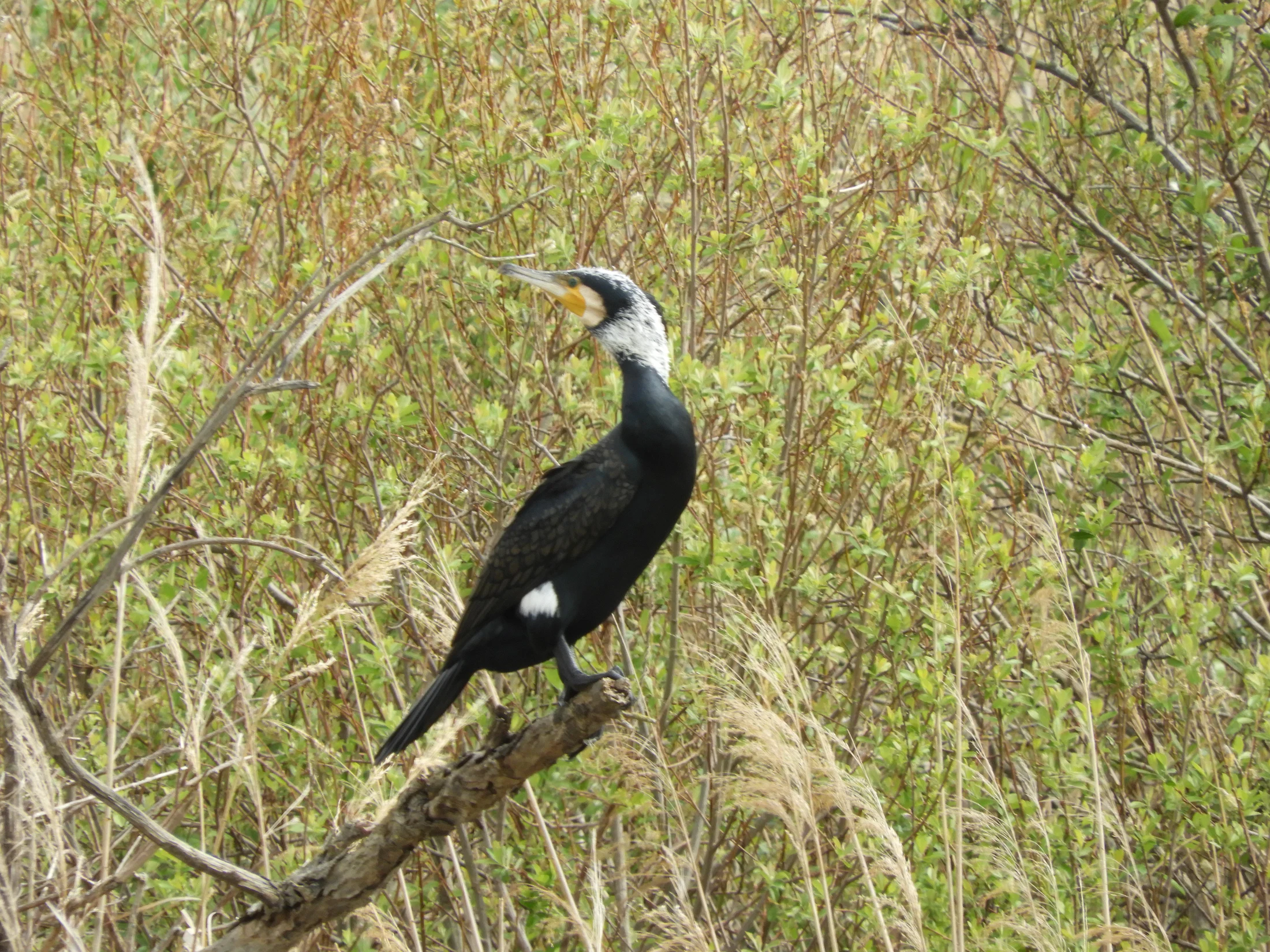 Cormorán en la antigua laguna de La Janda. Fotografía de David Collis Luque