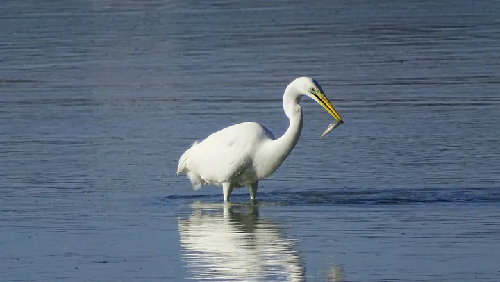 Garza en Galicia