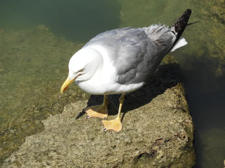 Gaviota en el puerto de Conil