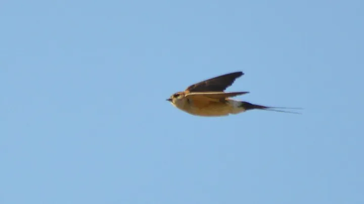 Golondrina dáurica (La Negra, El Puerto de Santa María)