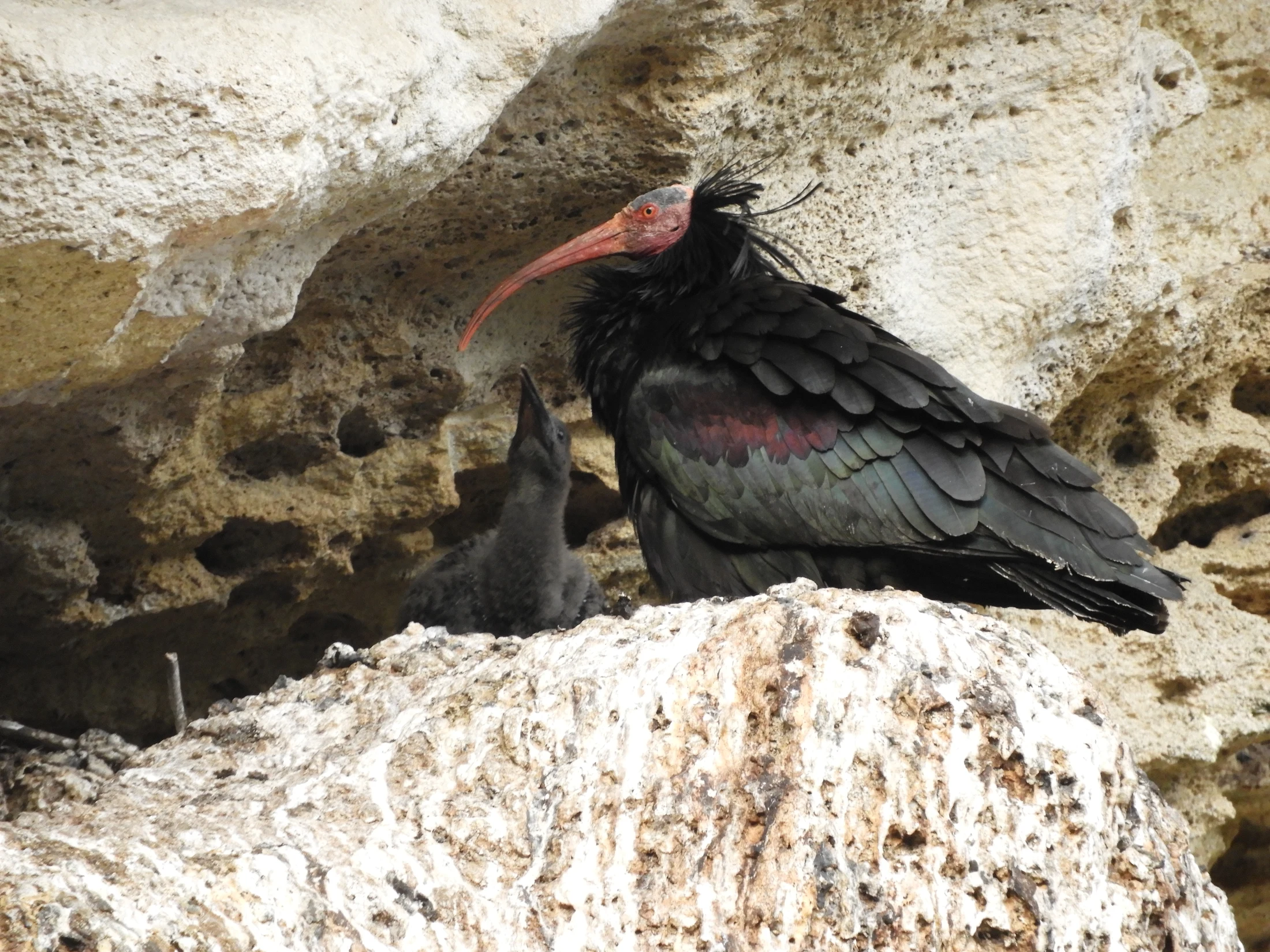 Ibis con cría en La Barca de Vejer de la Fra.. Fotografía de David Collis Luque