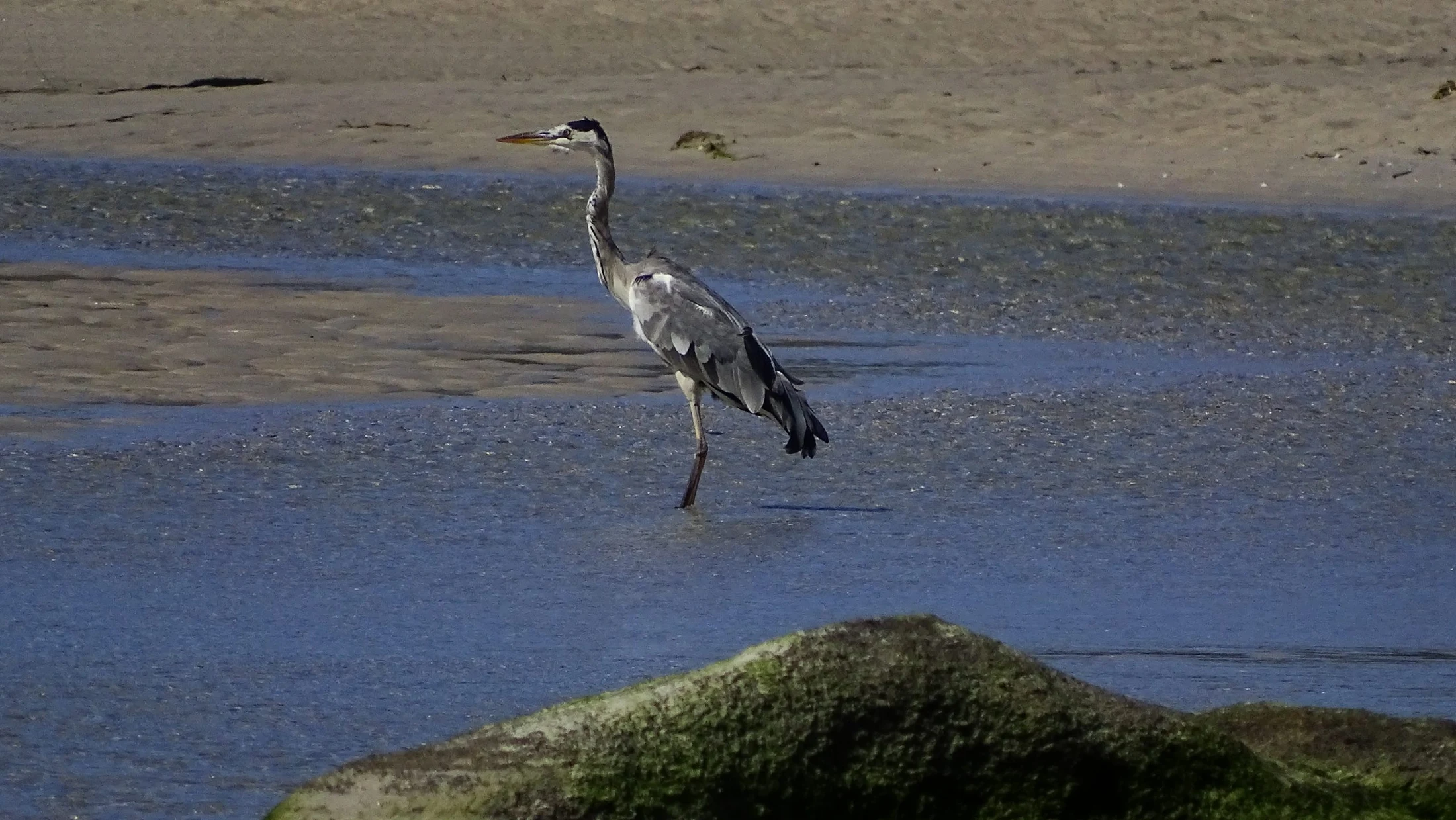 Garza real en Galicia. Fotografía de Mingucho