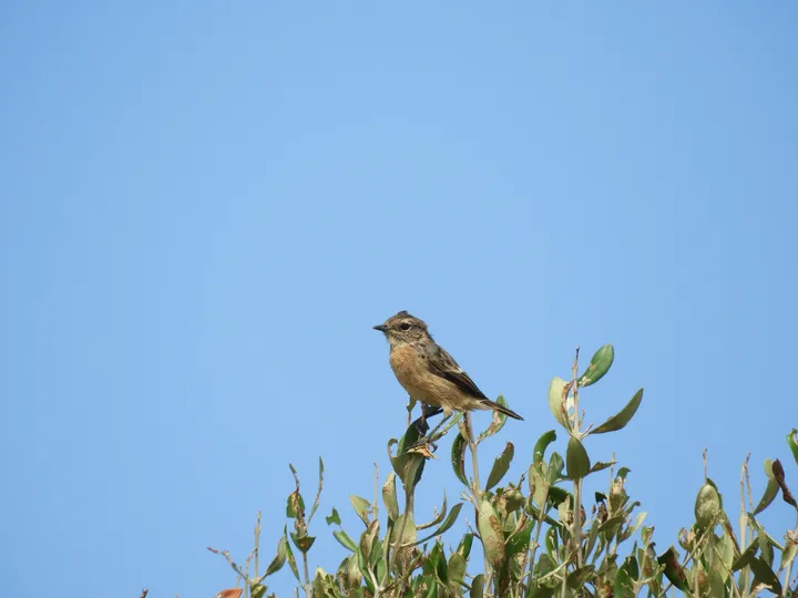 Tarabilla común hembra en la marisma de Barbate