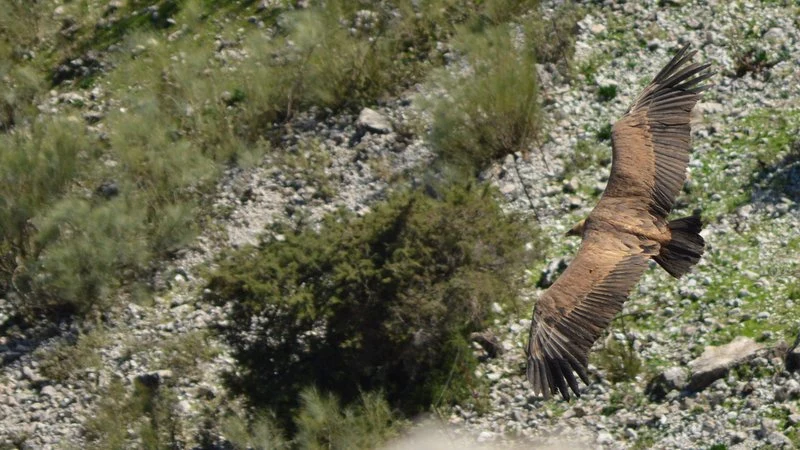 Buitre leonado  en El Tajo de las Grajas ( El Gastor). Fotografía de Juan José Rubal Lobo