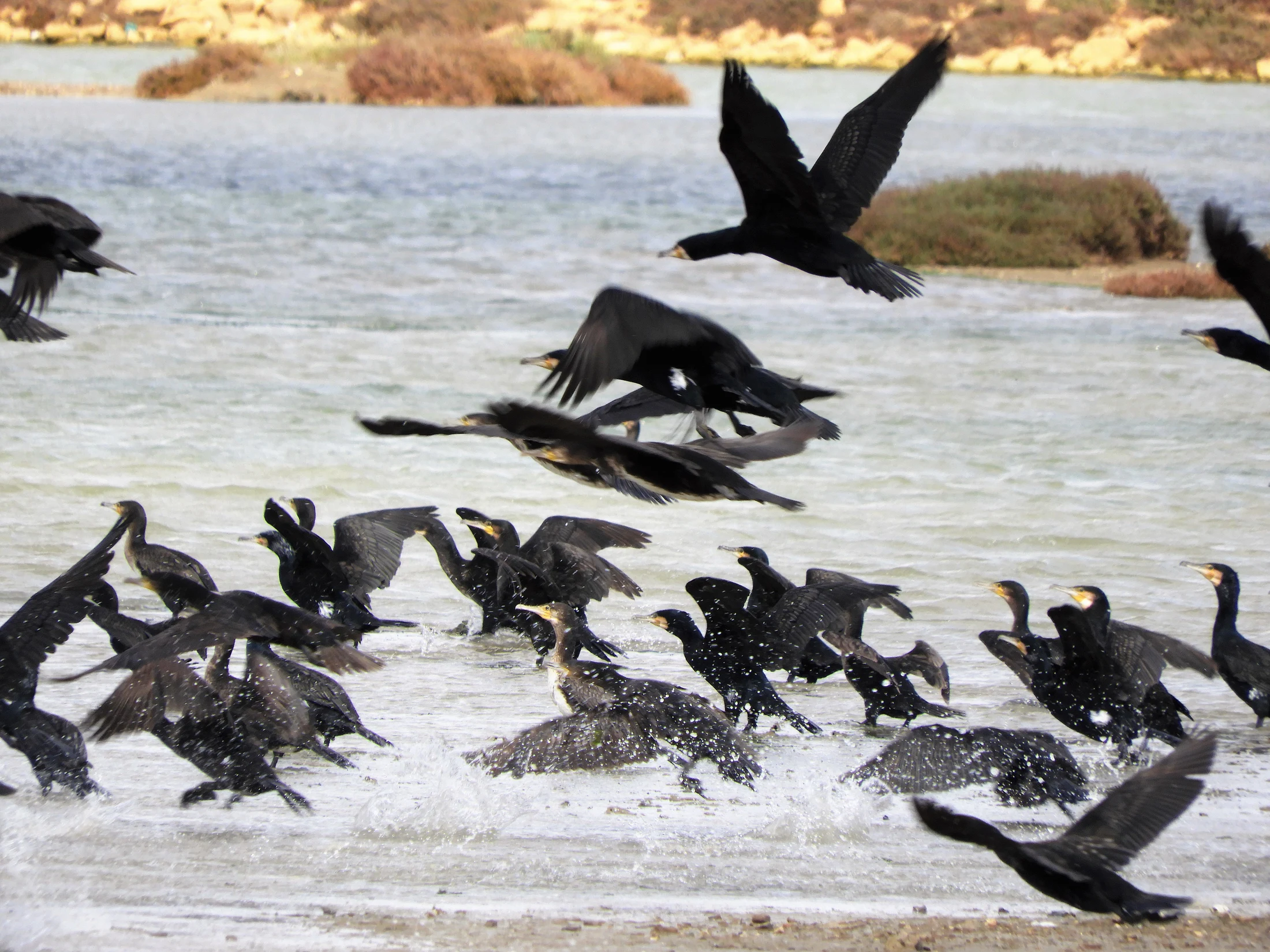 Cormoranes en la marisma de Barbate. Fotografía de David Collis Luque