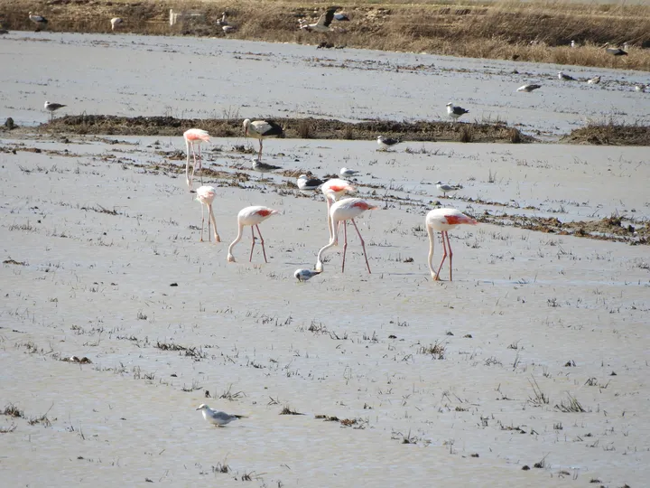 Flamencos en la antigua laguna de La Janda
