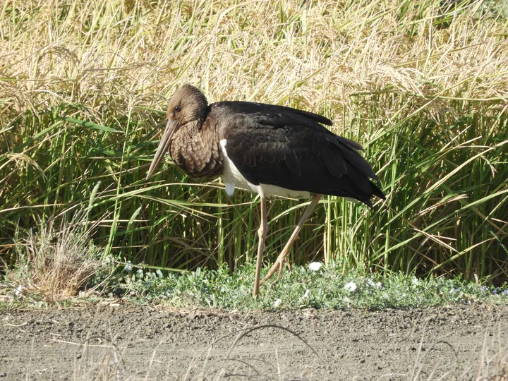 Cigüeña negra en la antigua laguna de La Janda