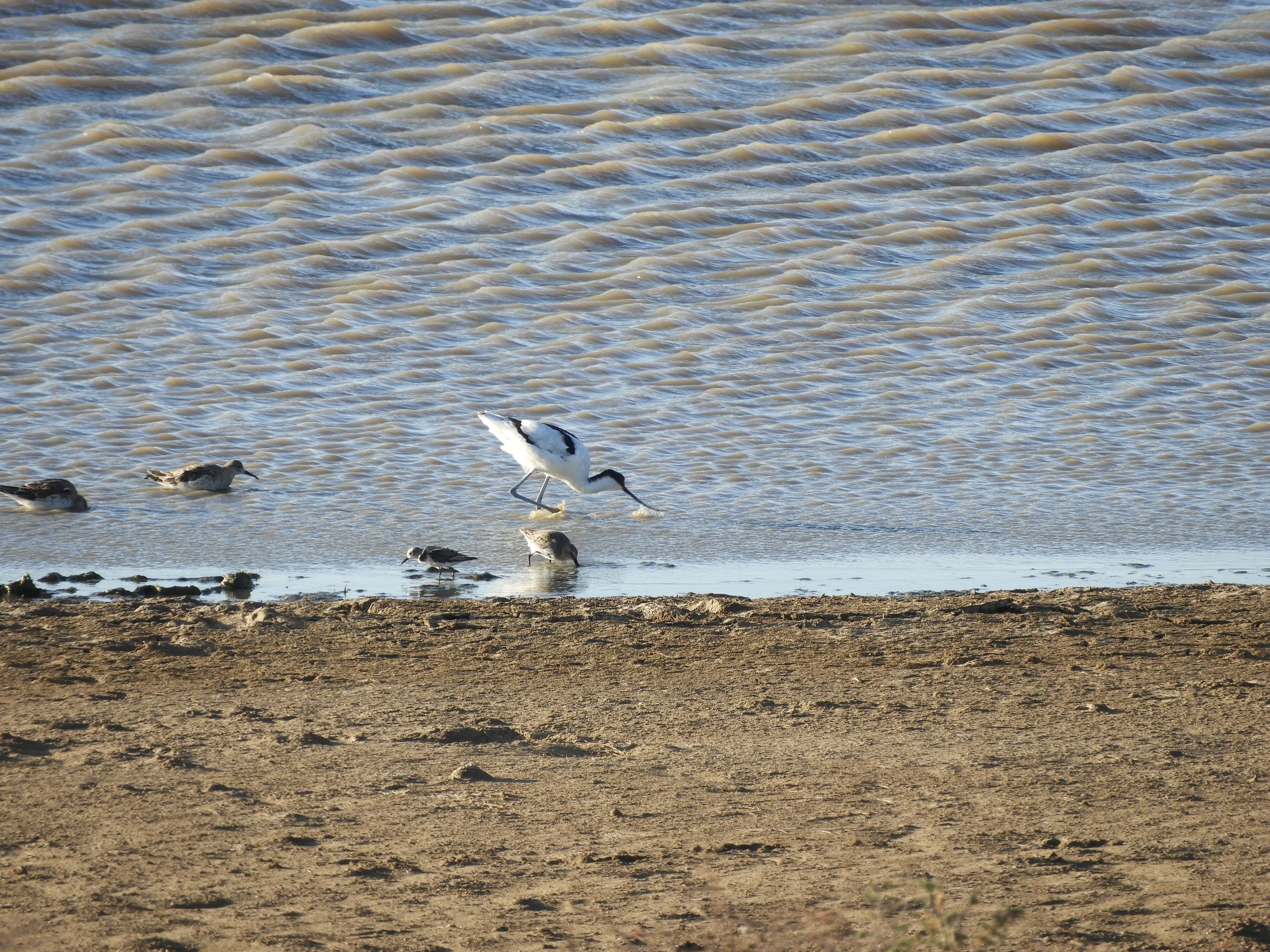 Avoceta en las marismas de Barbate. Fotografía de David Collis Luque