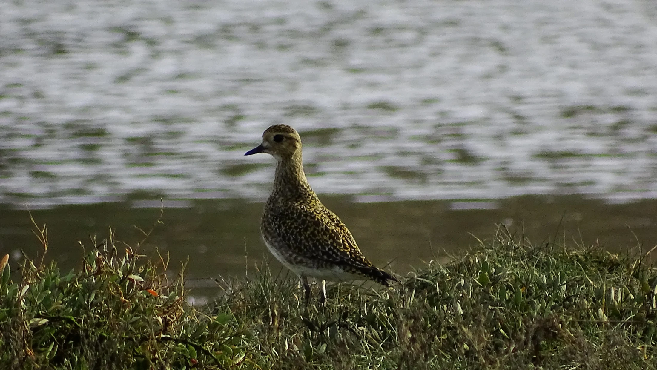 Chorlito dorado en Galicia. Fotografía de Mingucho