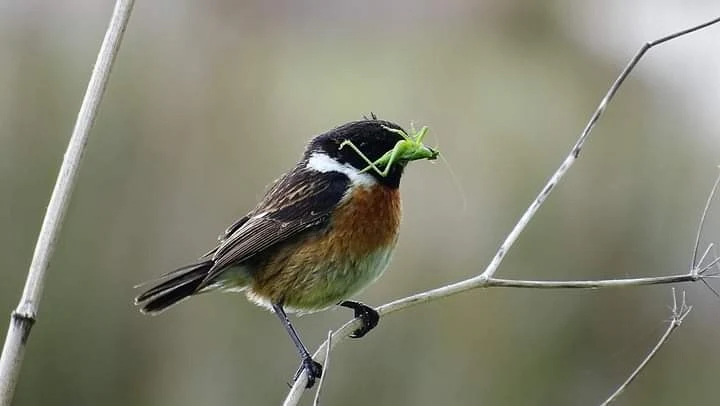 Tarabilla común hembra en Galicia. Fotografía de Mingucho