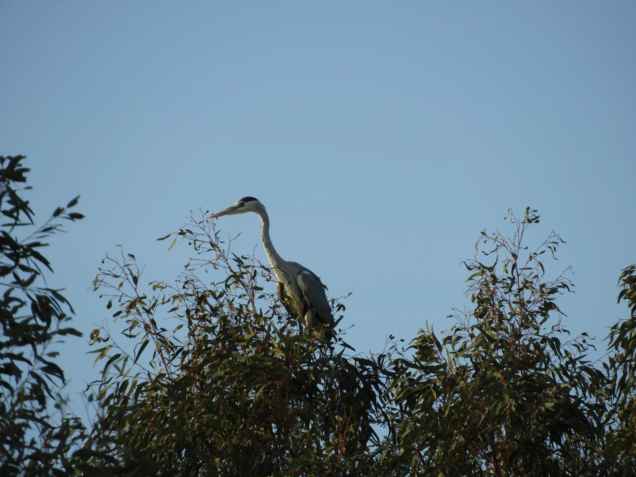 Garza real en la antigua laguna de La Janda. Fotografía de David Collis Luque