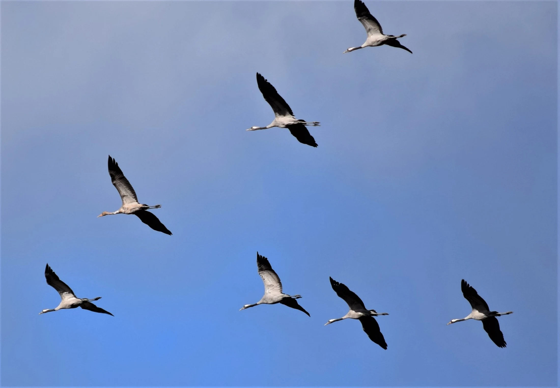 Grullas en la antigua Laguna de la Janda. Fotografía de David Collis Luque