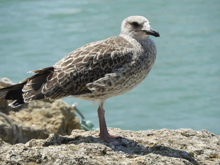 Gaviota joven en el puerto de Conil