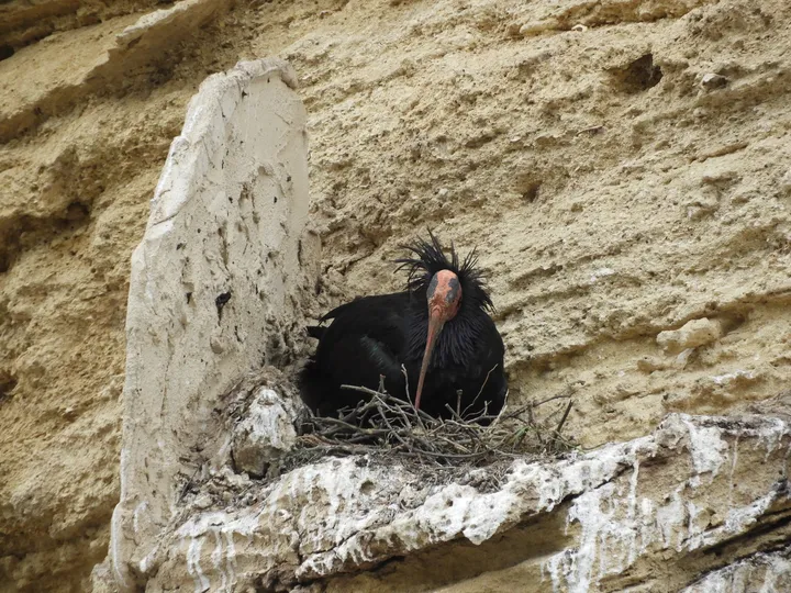 Ibis eremita en Vejer de la Frontera