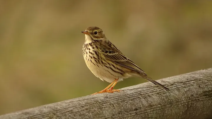 Bisbita pratense en Galicia
