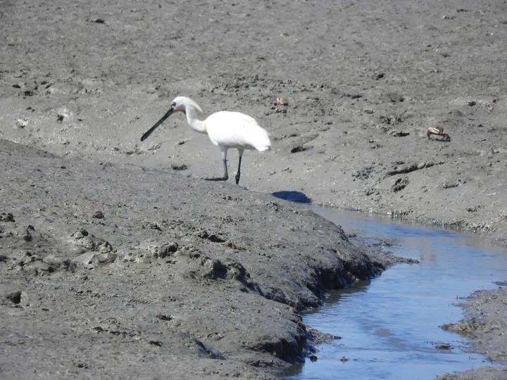 Espátula en la bahía de Cádiz