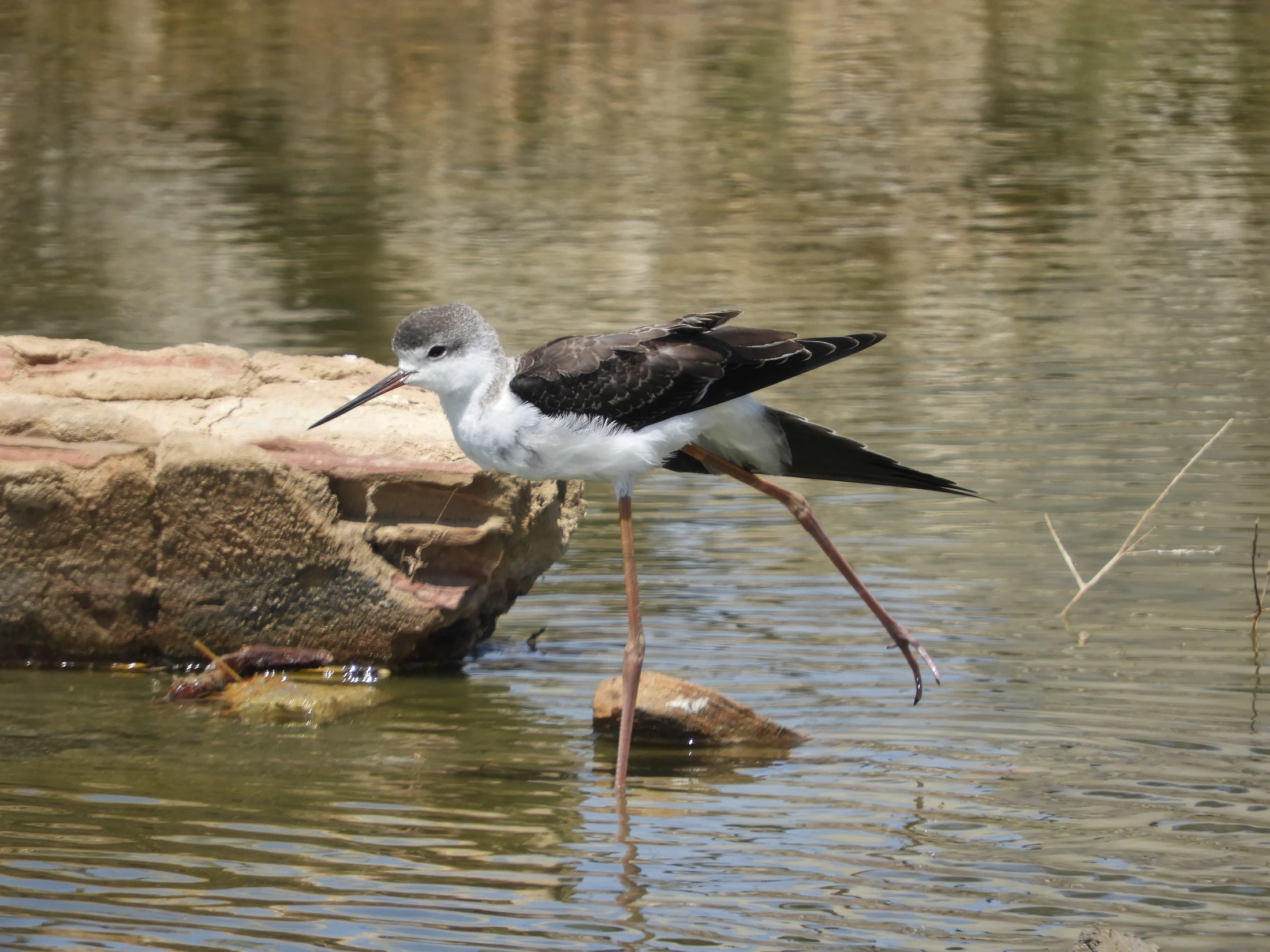 Cigüeñuela en la marisma de Barbate. Fotografía de David Collis Luque
