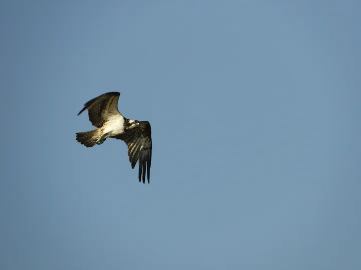 Águila pescadora en la marisma de Barbate