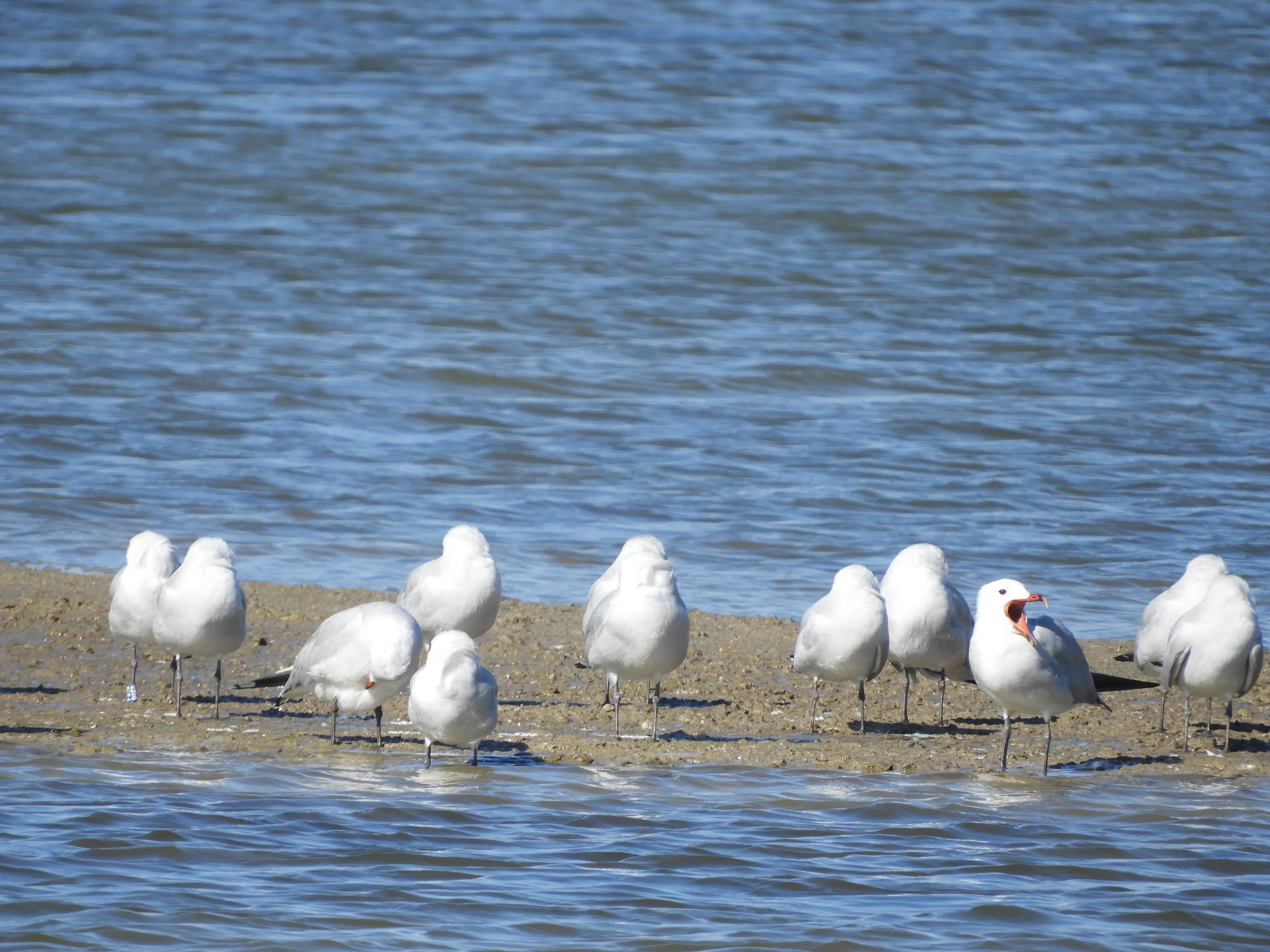 Gaviota de Audouin en la marisma de Barbate. Fotografía de David Collis Luque