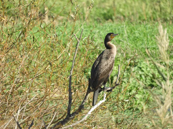 Cormorán en la antigua laguna de La Janda