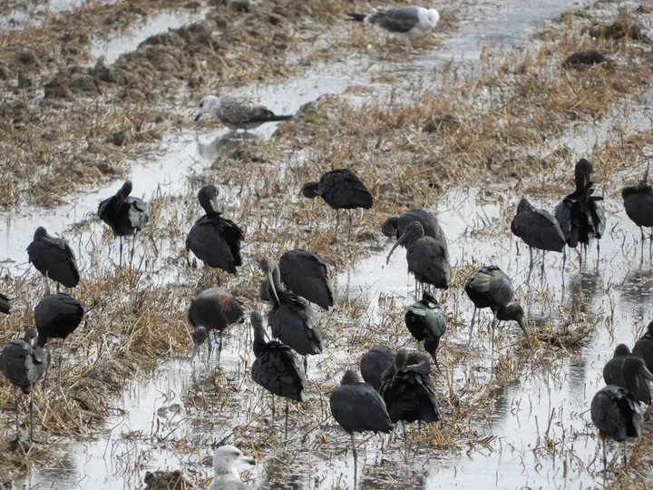 Moritos en la antigua laguna de la Janda