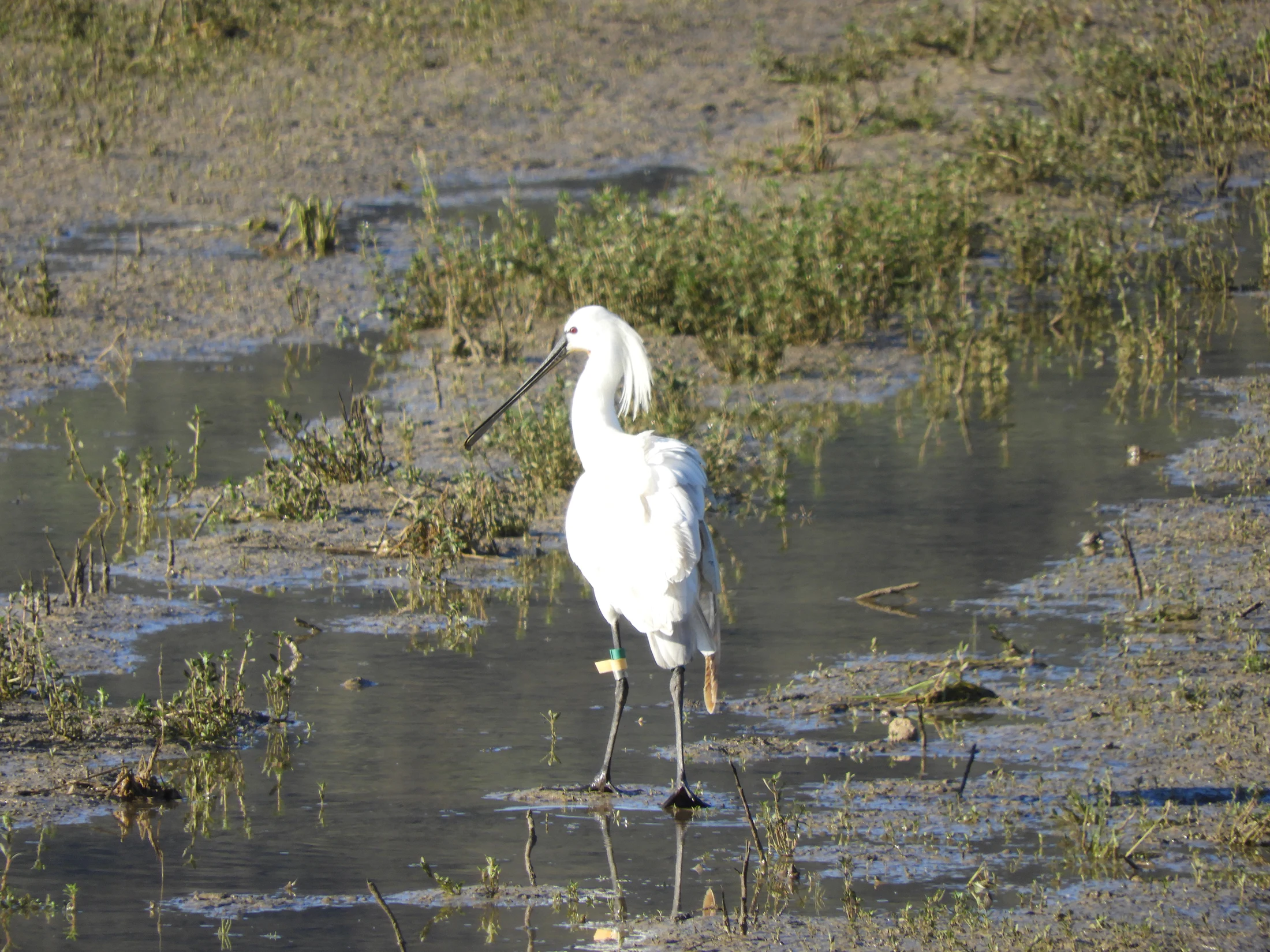 Espátulas en la antigua laguna de La Janda. Fotografía de David Collis Luque