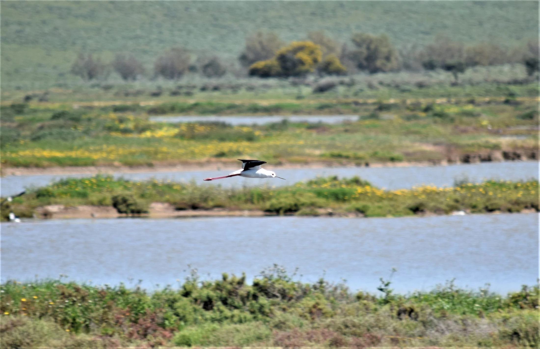 Cigüeñuela en la marisma de Barbate. Fotografía de David Collis Luque