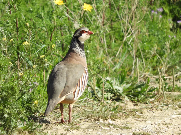 Perdiz en la antigua Laguna de La Janda