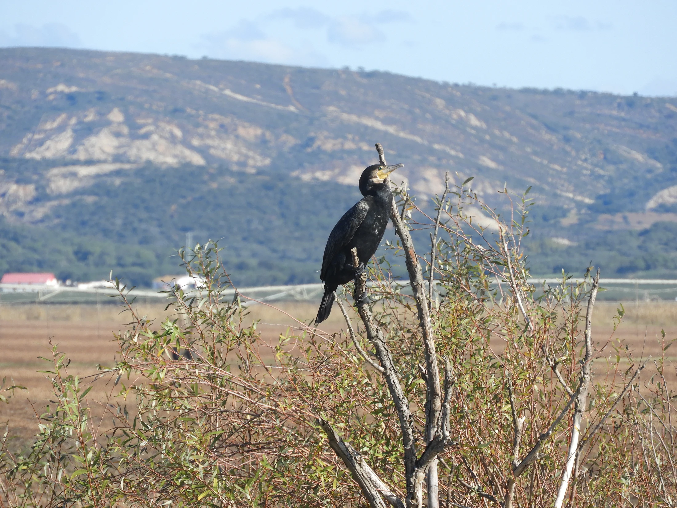 Cormorán en la antigua laguna de La Janda. Fotografía de David Collis Luque