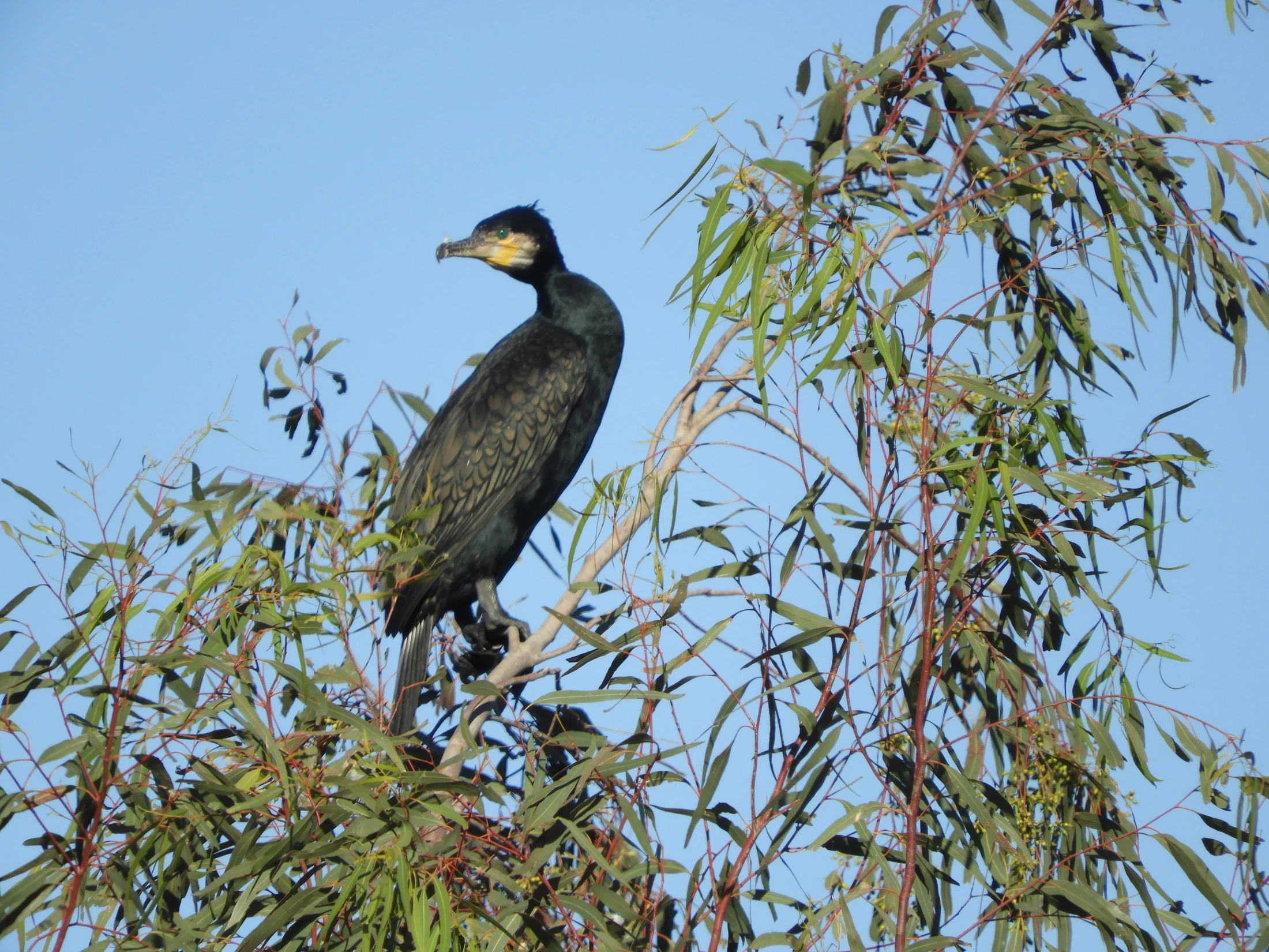 Cormorán en la antigua laguna de La Janda. Fotografía de David Collis Luque