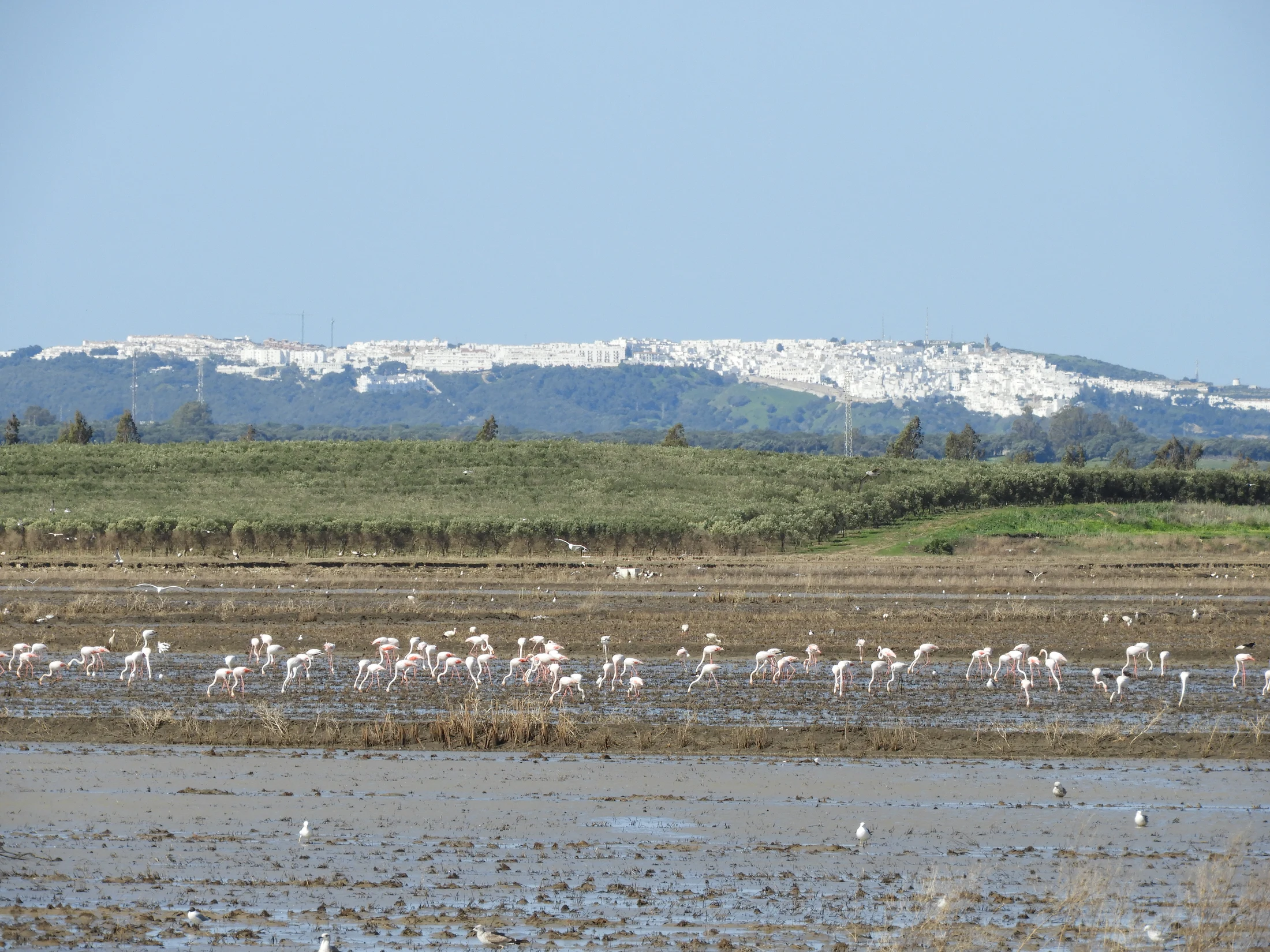 Flamencos en la antigua laguna de La Janda. Fotografía de David Collis Luque