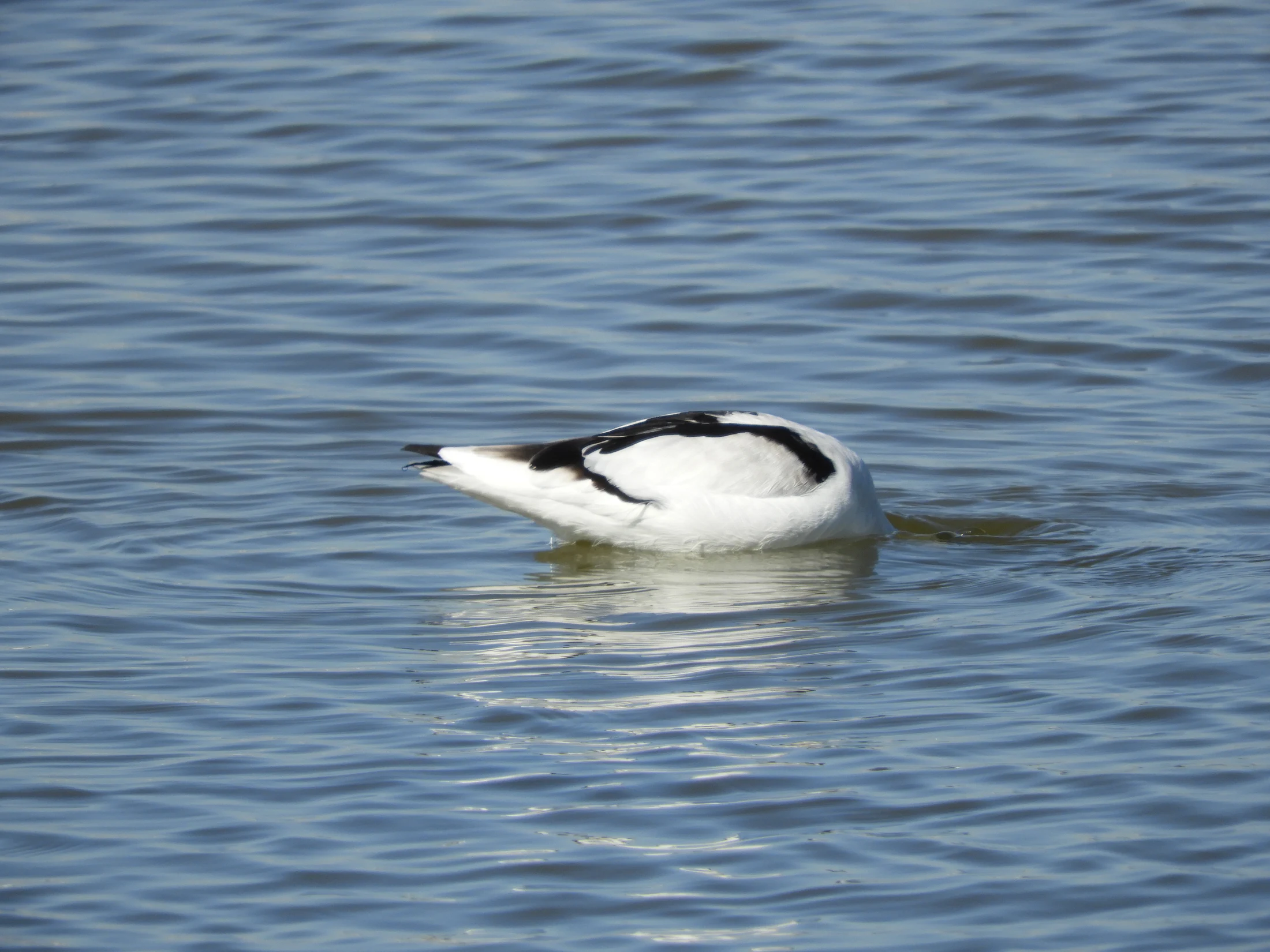 Avoceta en la marisma de Barbate. Fotografía de David Collis Luque