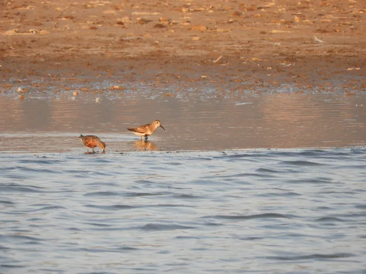 Correlimos común en las marismas de Barbate